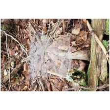 Traditional Jigsaw Puzzles