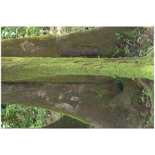Traditional Jigsaw Puzzles