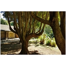 Traditional Jigsaw Puzzles