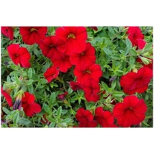 Traditional Jigsaw Puzzles
