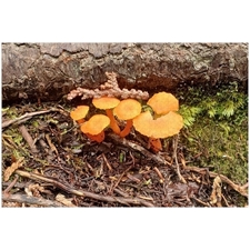 Traditional Jigsaw Puzzles