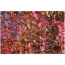 Traditional Jigsaw Puzzles