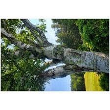 Traditional Jigsaw Puzzles