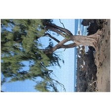 Traditional Jigsaw Puzzles