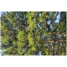 Traditional Jigsaw Puzzles