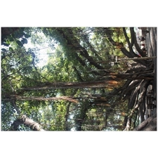Traditional Jigsaw Puzzles