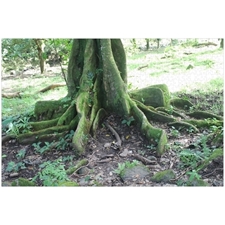 Traditional Jigsaw Puzzles