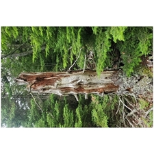 Traditional Jigsaw Puzzles