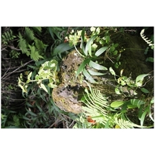 Traditional Jigsaw Puzzles