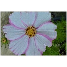 Traditional Jigsaw Puzzles