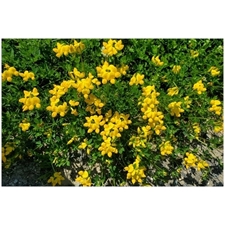Traditional Jigsaw Puzzles