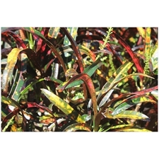 Traditional Jigsaw Puzzles