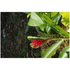 Traditional Jigsaw Puzzles