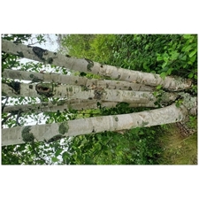 Traditional Jigsaw Puzzles