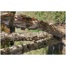 Traditional Jigsaw Puzzles