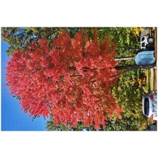 Traditional Jigsaw Puzzles
