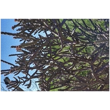 Traditional Jigsaw Puzzles