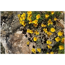 Traditional Jigsaw Puzzles