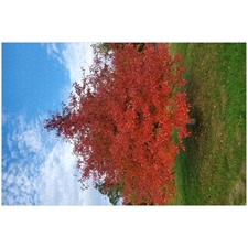 Traditional Jigsaw Puzzles