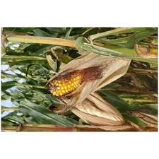 Traditional Jigsaw Puzzles