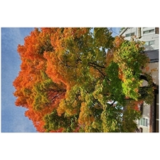 Traditional Jigsaw Puzzles