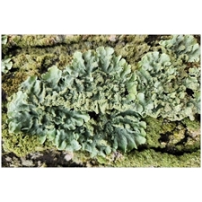 Traditional Jigsaw Puzzles