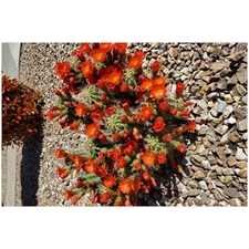 Traditional Jigsaw Puzzles