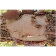 Traditional Jigsaw Puzzles