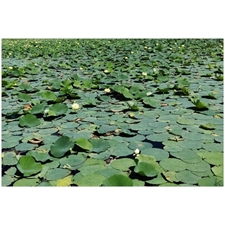 Traditional Jigsaw Puzzles