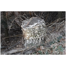 Traditional Jigsaw Puzzles