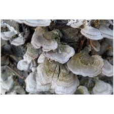 Traditional Jigsaw Puzzles