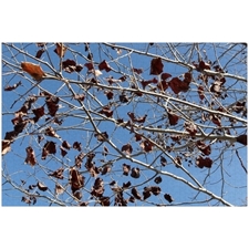 Traditional Jigsaw Puzzles