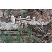 Traditional Jigsaw Puzzles