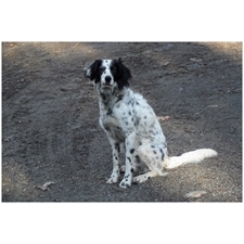 Traditional Jigsaw Puzzles