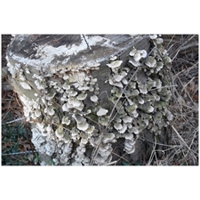 Traditional Jigsaw Puzzles