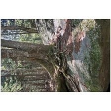 Traditional Jigsaw Puzzles
