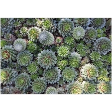 Traditional Jigsaw Puzzles