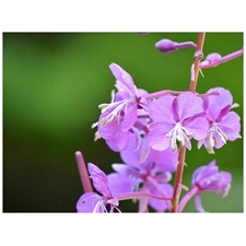 Traditional Jigsaw Puzzles