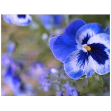 Traditional Jigsaw Puzzles