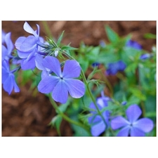 Traditional Jigsaw Puzzles