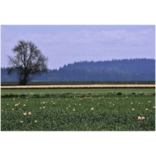 Traditional Jigsaw Puzzles