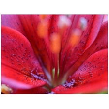 Traditional Jigsaw Puzzles