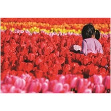 Traditional Jigsaw Puzzles