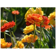 Traditional Jigsaw Puzzles