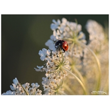 Traditional Jigsaw Puzzles