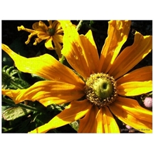 Traditional Jigsaw Puzzles