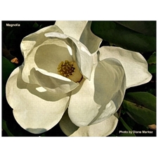 Traditional Jigsaw Puzzles