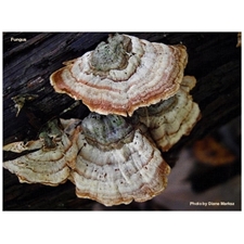 Traditional Jigsaw Puzzles