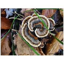Traditional Jigsaw Puzzles