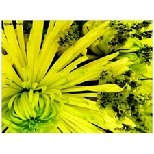 Traditional Jigsaw Puzzles